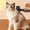 Black, variant on Cat Grooming Brush for Hair Removal and Detangling Large Needle Comb Tool