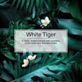thumbnail image 3 of LITTLE TREES air freshener White Tiger 3-Pack, 3 of 7