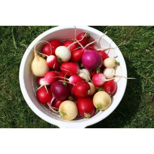 500 Couleurs Assorties Oeuf de Pâques Radis Raphanus Sativus Graines de Légumes. l'Image Montre un Bol Rempli de Radis Ronds aux Couleurs Vibrantes de Rose, Violet, Rouge et Blanc, Placés sur une surface Herbeuse. Ces Radis Ont une Chair Blanche Croustillante et Conviennent aux Salades et aux Plateaux de Légumes. Idéal pour la Plantation à l'Extérieur après le Gel Ou à l'Intérieur avant le Dernier Gel, avec une Période de Récolte de 28 Jours.