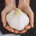 thumbnail image 1 of HJADGG Giant Garlic Vegetable Seeds, Pack of 10, 1 of 1