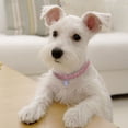 thumbnail image 4 of CBFFDC Wedding Gift For Pets Pet Collar Fine Workmanship Sparkling 3 Layer Necklace for Parties And Special Occasions, 4 of 6