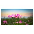 thumbnail image 2 of Design Art - Fleurs de Lotus en Fleurs au Coucher du Soleil, 2 of 3