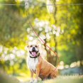 thumbnail image 3 of Dog Tie Out Runner for Yard,Trolley System for Large Dogs,Heavy Duty Dog Run Cable Lead 200ft with 10ft Pulley Runner Line for Small Medium and Large Dogs Up to 125lbs Running Outside, 3 of 7