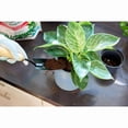 thumbnail image 2 of Miracle-Gro Tropical Potting Mix 8.8L, 2 of 4