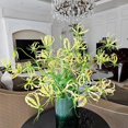 thumbnail image 3 of HIGHGW Bulbes de Rothschildiana Gloriosa (Lys de Feu/lys en Flammes) - Fleur de Vigne Grimpante Exotique 8 Pcs / 20 Pcs Floraisons Rouges et Jaunes Vibrantes pour Jardin et Contenants (Jaune,20), 3 of 6
