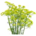 thumbnail image 3 of GSDWIUEW SOYA Dill Seeds for Planting, 200 Count, Heirloom,, 3 of 6