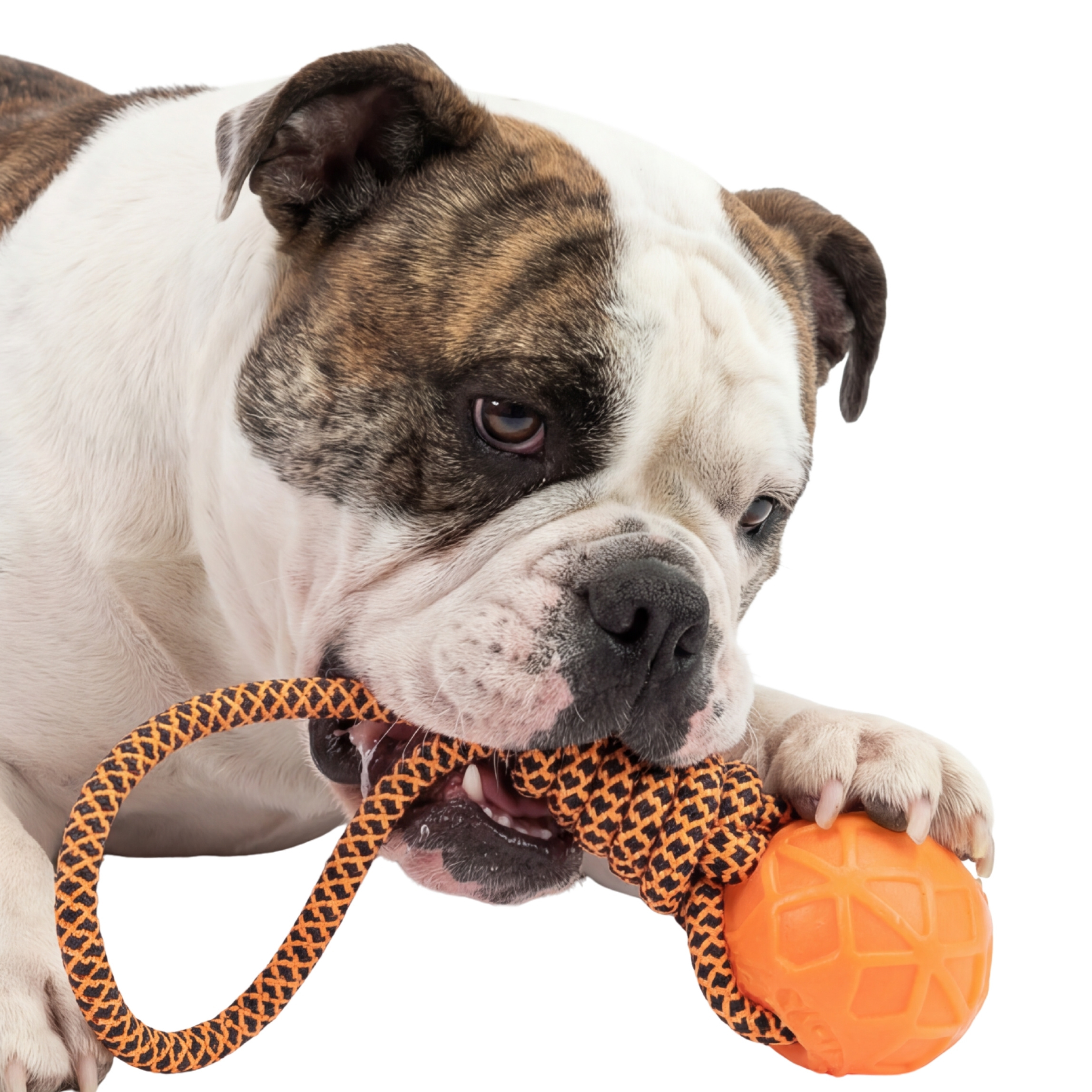 One Paw, Jouet pour chien, corde à tirer et balle, tir à la corde, orange, pour chiens