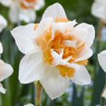 thumbnail image 1 of TASC Narcissus Flower Bulbs-Narcissus Double Replete (10 Bulbs), 1 of 1