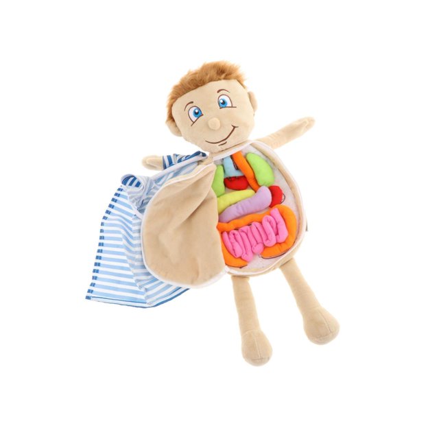 Human Body Anatomy Model Science Learning Body Model Anatomy Doll Toy Educational Toys for School