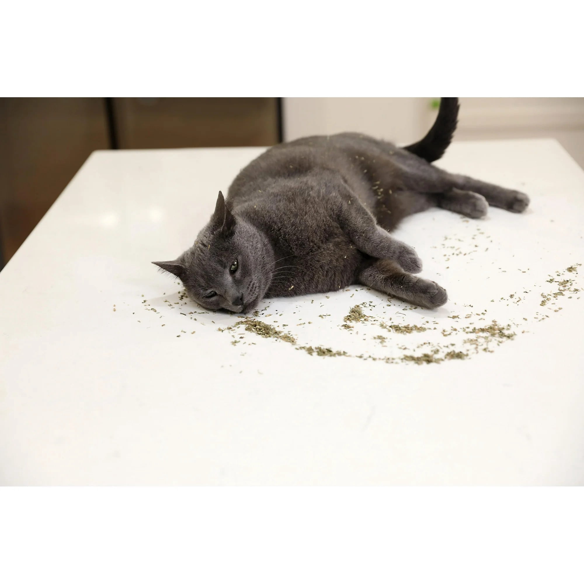 Pet Zone Catnip Resealable Jar for Cats and Kittens, 2.25oz