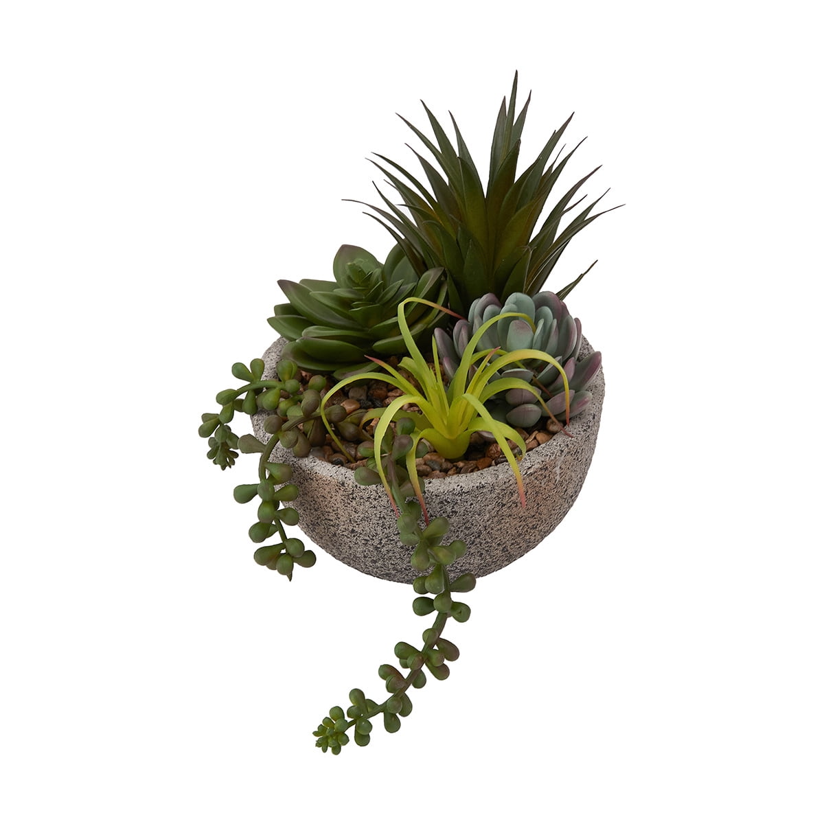 Plante succulente Anko en pot