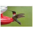 thumbnail image 3 of First Nature 16 OZ ORIOLE NECTAR CONCENTRATE, 3 of 5