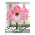 thumbnail image 1 of Amaryllis Caprice (1 Bulb), 1 of 2