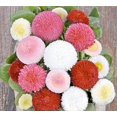 thumbnail image 2 of GSDWIUEW Seeds Flowers English Daisy Pomponette Mix (Bellis perennis) Marguerite Annual Outdoor Cut Garden, 2 of 8