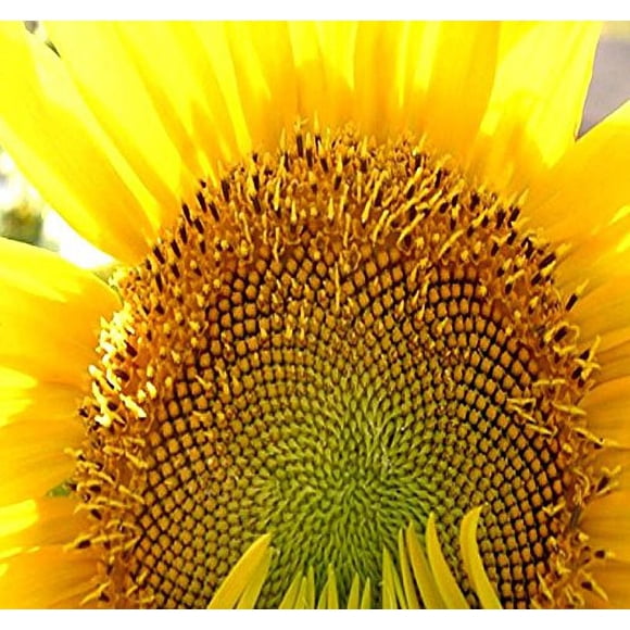 1 lb (4,700 Seeds) Mammoth grey Stripe Sunflower (Helianthus annuus) - 9-12 Feet Tall Extended Bloom - Non-gMO Seeds by MySeedsco (1 lb grey Stripe Sunflower)