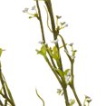thumbnail image 4 of Vickerman FM180101 50 in. Green Mountain Prunus Stem, 4 of 5