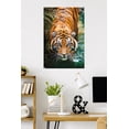 thumbnail image 3 of Tigre - Eau, 3 of 4