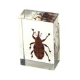 thumbnail image 1 of Ed Speldy East PW105 Real Bug Paperweight Regular-small-Bamboo weevil, 1 of 3