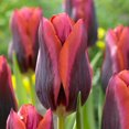 thumbnail image 1 of Flower Bulbs - Tulip Triumph Slawa ( 30 Bulbs  ), 1 of 1