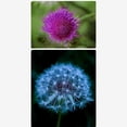 thumbnail image 2 of facefd Trousse de Filtres Gros Plan +1 +2 +4 +10 Ensemble d'Objectifs pour Appareils Photo Numériques 52mm, 2 of 9
