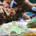 thumbnail image 4 of Fish Tank Decoration, Silicone Artificial Simulation Octopus, Easy To Install for Aquarium Animals Fish Tank Decoration Pets, 4 of 7
