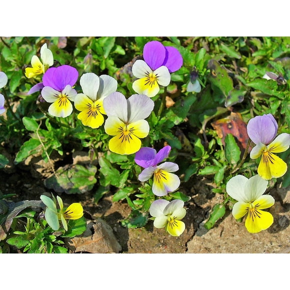 50 Graines de Fleur de Violet Tricolore Light JOHNNY JUMP UP Viola