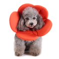 thumbnail image 1 of Pet Cat Dog Flower Neck Collar Anti Bite Beauty Adjustable Protector Cover Ring, 1 of 7