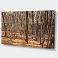 thumbnail image 2 of Thick Carpathian Deciduous Forest - Forest Canvas Art Print, 2 of 4