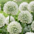 thumbnail image 5 of Bulbs are Easy Flower Bulbs - Allium Variety Pack (25 Bulbs), 5 of 5