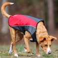 thumbnail image 4 of EzyDog Element Best Dog Jacket - Premium Wind and Waterproof Reflective Dog Coat for Safety and Protection - Provides Leash Access to Harness or Collar (Scarlett Medium), 4 of 5