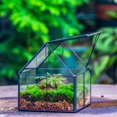 thumbnail image 3 of NCYP Mini House Shape Terrarium with Lid, Small Close Planter Pot, Home Decor, Decorative Planting (Terrarium Only), 3 of 9