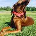 thumbnail image 4 of Waterproof dog collar with heavy duty center ring, 4 of 5