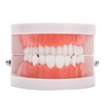 thumbnail image 1 of Modèle de Prothèse Dentaire Modèle 28Pcs Outil d'Enseignement Modèle de Dents Adultes Standard, 1 of 8