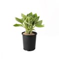 thumbnail image 1 of 2 Gallon (7.5L) Francee Hosta, 1 of 4