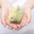 thumbnail image 4 of EGNMCR Easter Decorations For The Home Easter Decor Imitation Chicken Plush Toy Doll Children's Teaching Easter Model Chicken Model Decoration Easter Decorations, 4 of 5