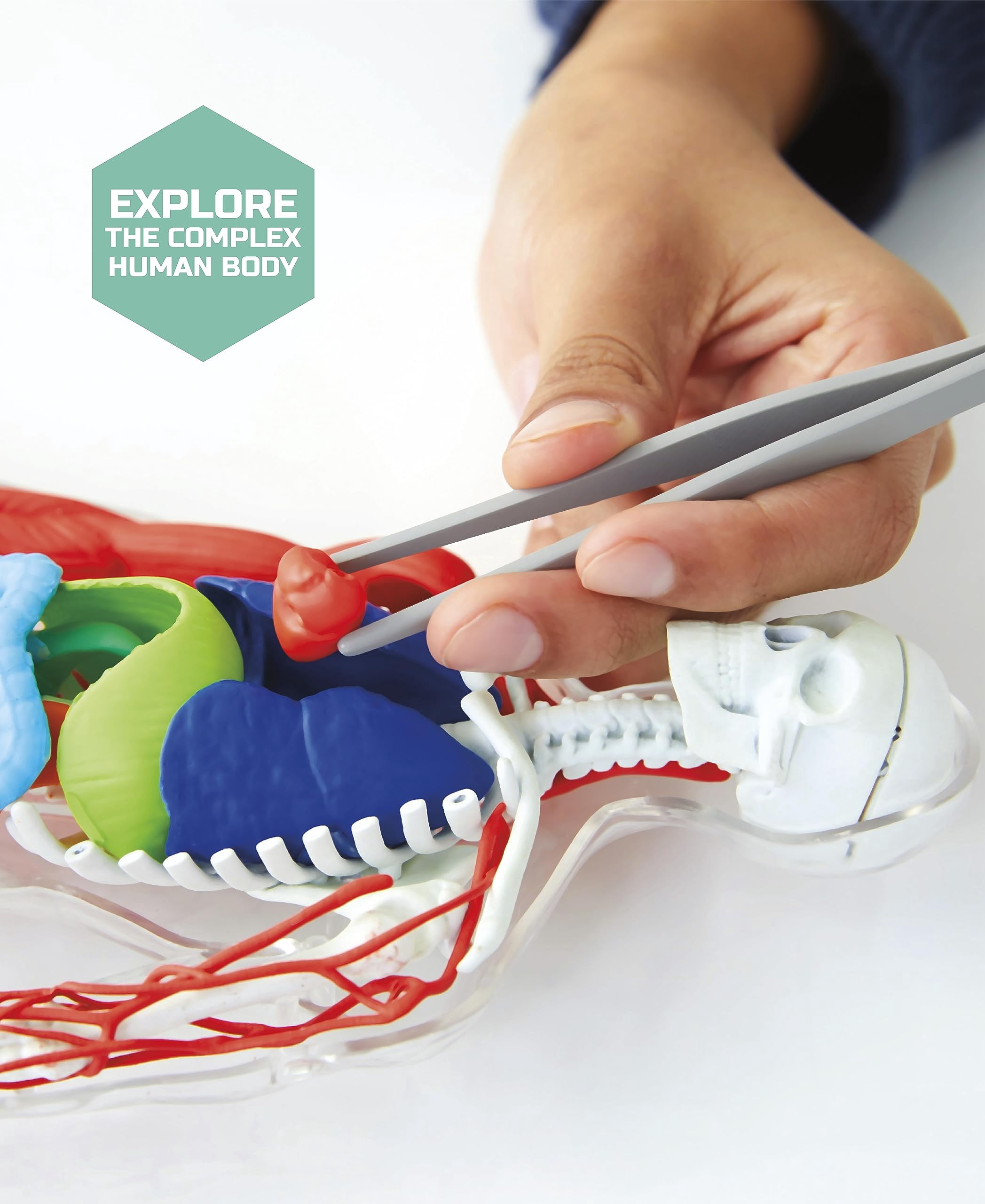 Ensemble Anatomie humaine Discovery