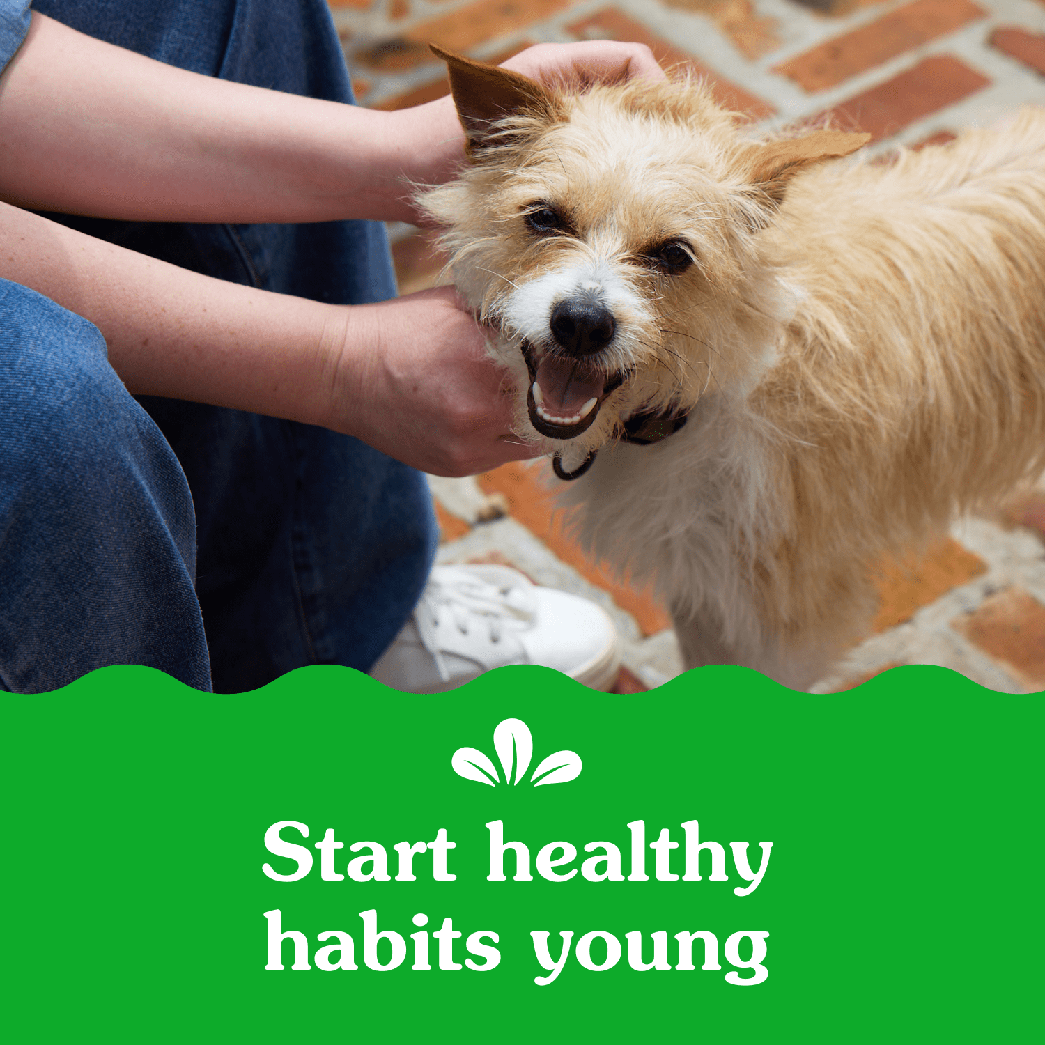 Gâteries pour chiens adultes GREENIES SMARTBITES saveur de poulet