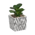 thumbnail image 1 of Fausse plante grasse miniature Kibo avec pot rayé, 1 of 5