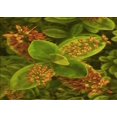 thumbnail image 1 of Ahgly Company Machine Washable Indoor Rectangle Transitional Dark Yellow Green Area Rugs, 8' x 10', 1 of 7