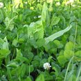 thumbnail image 2 of Whitetail Institute Imperial Fusion Perennial Deer Food Plot Seed, 9.25 Pounds, 2 of 4