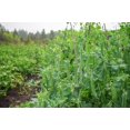 thumbnail image 3 of GSDWIUEW High-Yield Green Pea Seeds, 10 Count, , Heirloom, Easy Grow for Home Gardens, 3 of 3