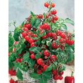 thumbnail image 4 of HJADGG 25+ Indoor Tomato Dwarf Bonsai-Vegetable Red, 4 of 8