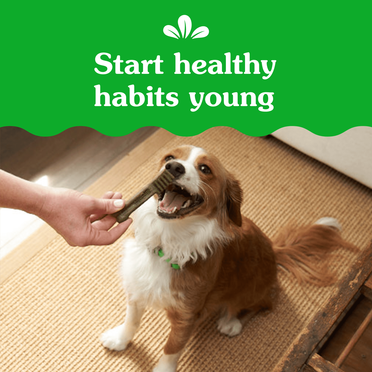 Gâteries dentaires naturelles pour chiens adultes Greenies Original PETIT format