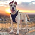 thumbnail image 3 of Harnais Tactique pour Grands Chiens, Harnais Militaire pour Chien avec Poignée, 3 of 3
