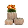 thumbnail image 3 of Abbott Petit Pot Bas en Forme de Citrouille – Pot en Ciment avec Fini Orange Rustique, 5,5 Po L – Jardinière à Thème Automnal pour Fleurs d'Automne Ou Déco Saisonnière, 3 of 5