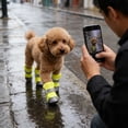 thumbnail image 4 of Breathable Reflective Protective Dog Shoes Boots For Small Medium Sized Outdoor Activities Hot Pavement Rain Walking 4PCS, 4 of 5