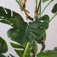 thumbnail image 3 of Monstera Deliciosa, 61"H, 3 of 4