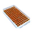 thumbnail image 3 of jifeng Artificial DIY Miniature Flower Cluster Grass Tufts Diorama Layout Scenery Model Orange, 3 of 9