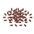 thumbnail image 1 of 100Pcs Fake Roaches Roach Party Favors, Funny Tricky Toys, Simulation Artificial S, 1 of 9