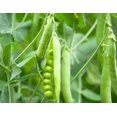 thumbnail image 1 of GSDWIUEW High-Yield Green Pea Seeds, 10 Count, , Heirloom, Easy Grow for Home Gardens, 1 of 3